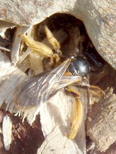 Panurgus banksianus